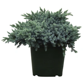 Blauer Zwergwacholder, Juniperus squamata »Blue Star«, immergrün