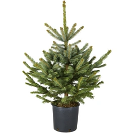 Blaufichte Picea pungens »Glauca«, im Topf, Höhe: 60 - 100 cm