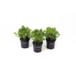 Bloombux® Nugget magenta, Rhododendron micranthum »5er Set«, magenta, Höhe: 10 - 15 cm