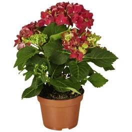 Blühpflanze Hortensie macrophylla, rot