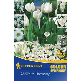 Blumenmischung »White Harmony«, 26 Stück