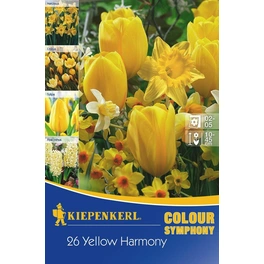 Blumenmischung »Yellow Harmony«, 26 Stück