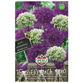 Blumenzwiebel, Allium x hybrida »Allium nigrum, Allium Purple Sensation«, Blüte: mehrfarbig