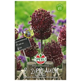 Blumenzwiebel, Allium x hybrida »Red Mohican«, Blüte: kupferfarben