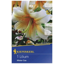 Blumenzwiebel Baumlilie, Lilium Hybrida »Mister Cas«, Blütenfarbe: gelb/weiß