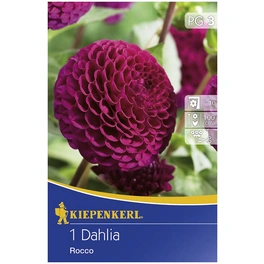Blumenzwiebel Dahlie, Dahlia Hybrida, Blütenfarbe: purpurfarben