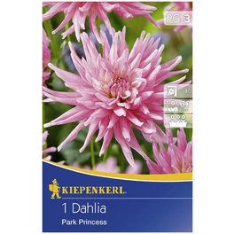 Blumenzwiebel Dahlie, Dahlia Hybrida, Blütenfarbe: rosa