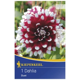 Blumenzwiebel Dahlie, Dahlia Hybrida »Duet«, Blütenfarbe: rot/weiß
