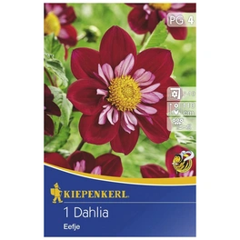 Blumenzwiebel Dahlie, Dahlia Hybrida »Eefje«, Blütenfarbe: weiß-purpur