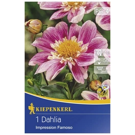 Blumenzwiebel Dahlie, Dahlia Hybrida »Impression Famoso«, Blütenfarbe: weiß/lila