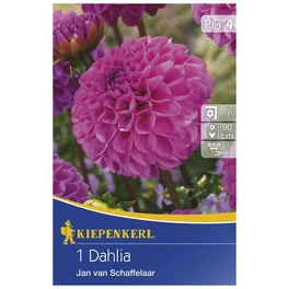Blumenzwiebel Dahlie, Dahlia Hybrida »Jan van Schaffelaar«, Blütenfarbe: rosa