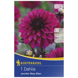 Blumenzwiebel Dahlie, Dahlia Hybrida »Jennifer Mary Ellen «, Blütenfarbe: purpurfarben