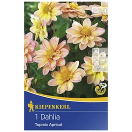 Blumenzwiebel Dahlie, Dahlia Hybrida »Topmix Apricot«, Blütenfarbe: pfirsichfarben