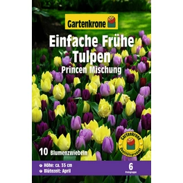 Blumenzwiebel Einfach Späte Tulpe, Tulipa x Hybrida »Princen Mischung«, Blüte: mehrfarbig