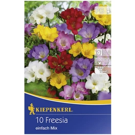 Blumenzwiebel Freesie, Freesia Hybrida, Blütenfarbe: mehrfarbig