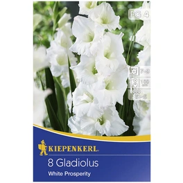 Blumenzwiebel Gladiole, Gladiolus Hybrida, Blütenfarbe: weiß
