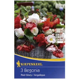 Blumenzwiebel Hängebegonie, Begonia Tuberhybrida, Blütenfarbe: mehrfarbig