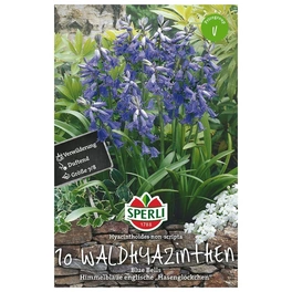 Blumenzwiebel, Hyacinthoides non-scripta »Blue Bells«, Blüte: blau
