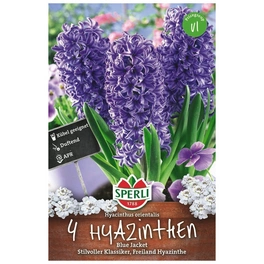 Blumenzwiebel, Hyacinthus orientalis »Blue Jacket«, Blüte: lavendelblau
