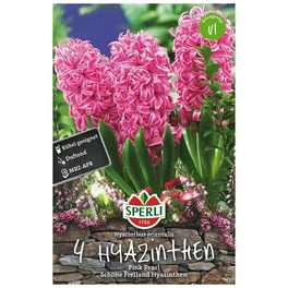 Blumenzwiebel, Hyacinthus orientalis »Pink Pearl«, Blüte: rosa