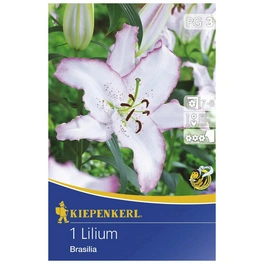 Blumenzwiebel Lilie, Lilium Hybrida »Brasilia«, Blütenfarbe: weiß/rosa