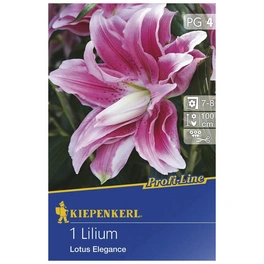 Blumenzwiebel Lilie, Lilium Hybrida »Lotus Elegance«, Blütenfarbe: weiß/rosa