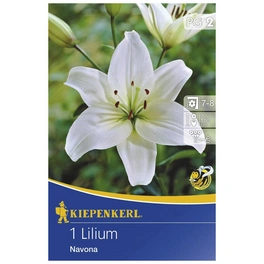 Blumenzwiebel Lilie, Lilium Hybrida »Navona«, Blütenfarbe: weiß