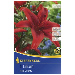 Blumenzwiebel Lilie, Lilium Hybrida »Red County«, Blütenfarbe: rot