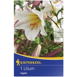 Blumenzwiebel Lilie, Lilium regale, Blütenfarbe: rosa