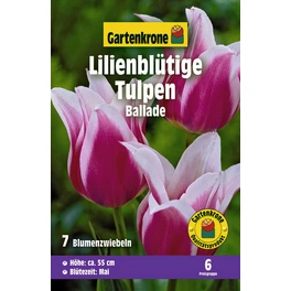 Blumenzwiebel Lilienblütige Tulpe, Tulipa x Hybrida »Ballade«, Blüte: lila