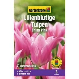 Blumenzwiebel Lilienblütige Tulpe, Tulipa x Hybrida »China Pink«, Blüte: pink