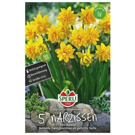 Blumenzwiebel, Narcissus pseudonarcissus »Tête Bouclé«, Blüte: gelb