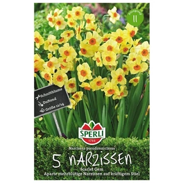 Blumenzwiebel, Narcissus x hybrida »Scarlet Gem«, Blüte: gelb/orange