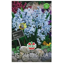 Blumenzwiebel, Puschkinia scilloides »scilloides«, Blüte: hellblau