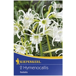 Blumenzwiebel Schönhäutchen, Hymenocallis narcissiflora, Blütenfarbe: weiß