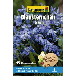 Blumenzwiebel, Scilla siberica »Blausternchen«, Blüte: blau