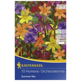 Blumenzwiebel Summer Mix, Dichelostemma, Homeria »Summer Mix«, Blütenfarbe: mehrfarbig