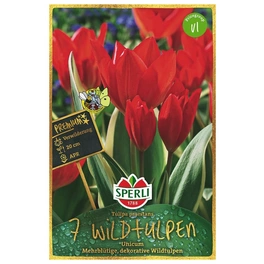 Blumenzwiebel, Tulipa praestans »Unicum«, Blüte: rot