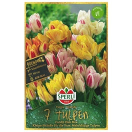 Blumenzwiebel, Tulipa x hybrida »Candy Club Mix«, Blüte: mehrfarbig