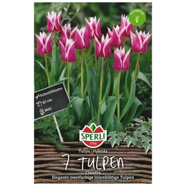 Blumenzwiebel, Tulipa x hybrida »Claudia«, Blüte: rosa
