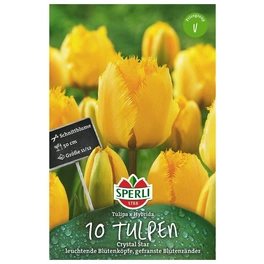 Blumenzwiebel, Tulipa x hybrida »Crystal Star«, Blüte: gelb