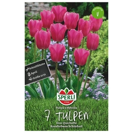 Blumenzwiebel, Tulipa x hybrida »Don Quichotte«, Blüte: pink
