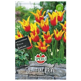 Blumenzwiebel, Tulipa x hybrida »Firework«, Blüte: mehrfarbig