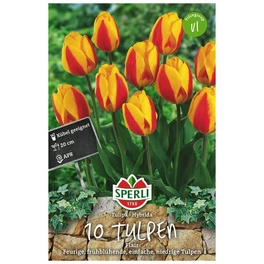 Blumenzwiebel, Tulipa x hybrida »Flair«, Blüte: mehrfarbig