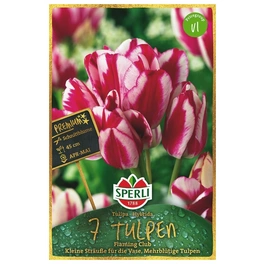 Blumenzwiebel, Tulipa x hybrida »Flaming Club«, Blüte: mehrfarbig