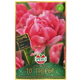 Blumenzwiebel, Tulipa x hybrida »Foxtrot«, Blüte: rosa