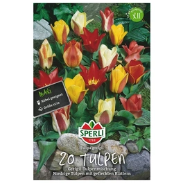 Blumenzwiebel, Tulipa x hybrida »Greigii-Tulpenmischung«, Blüte: mehrfarbig