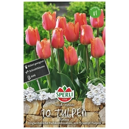 Blumenzwiebel, Tulipa x hybrida »Jimmy«, Blüte: rosa