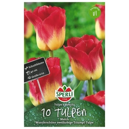 Blumenzwiebel, Tulipa x hybrida »Match«, Blüte: mehrfarbig