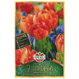 Blumenzwiebel, Tulipa x hybrida »Monte Orange«, Blüte: rot